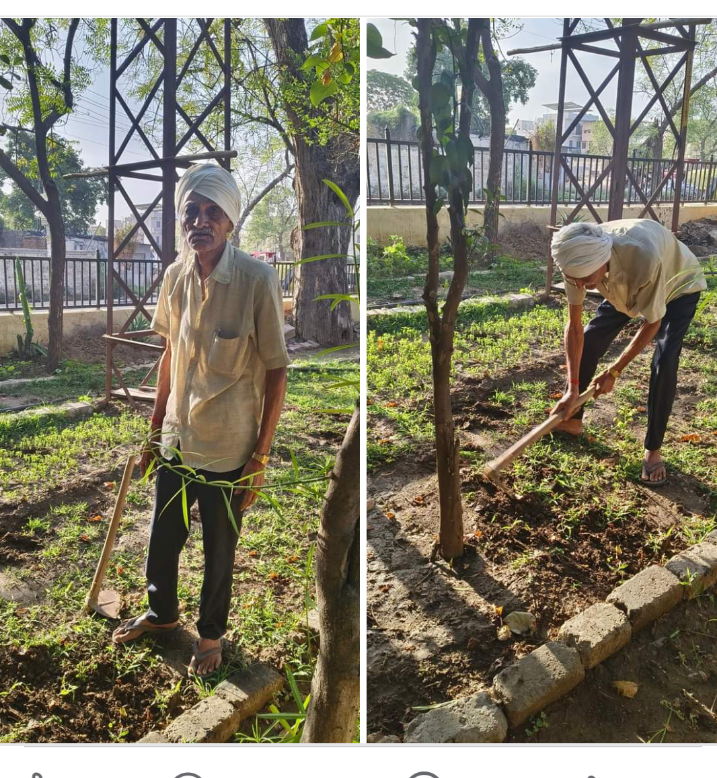 Retired Technician Transforms Jungle Park into Beautiful Green Belt Garden