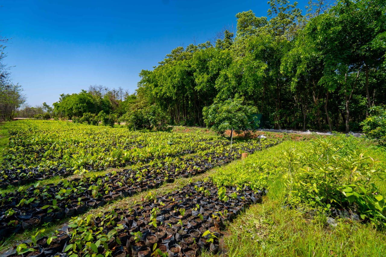 Significant Success in Creating Nursery for Sal Trees