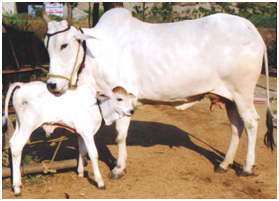 गोरक्षा, गोपालन वा गोपूजा के बिना मनुष्य जाति का दीर्घकाल  तक अस्तित्व सुरक्षित नहीं