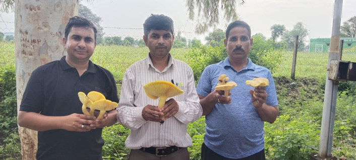 Research Initiated at Udaipur Agriculture University for Cultivating Desert Mushrooms in the Laboratory