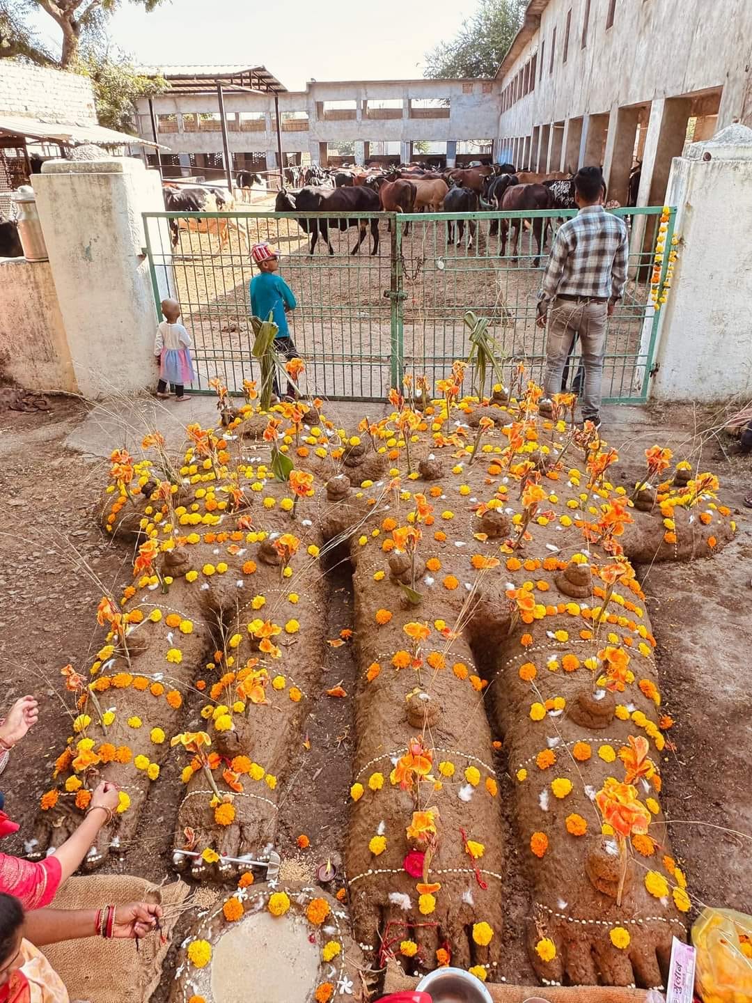 ### Udaipur s Largest Govardhan Celebrated at Vidya Bhavan