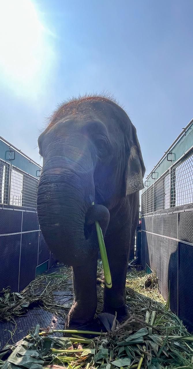 ISKCON Mayapur Elephants to Receive Lifelong Care and Support at Vantara