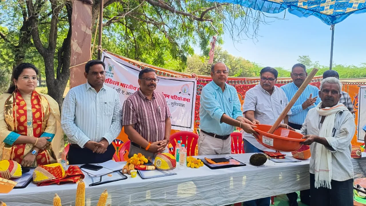 मक्का वैज्ञानिको ने केड़ारिया गाँव में मक्का की अग्रिम पंक्ति प्रदर्शन एवं फील्ड डे आयोजित