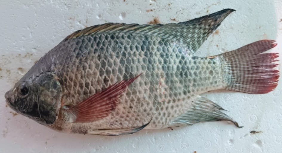 African fish- Tilapia knocked Udaipur lakes system