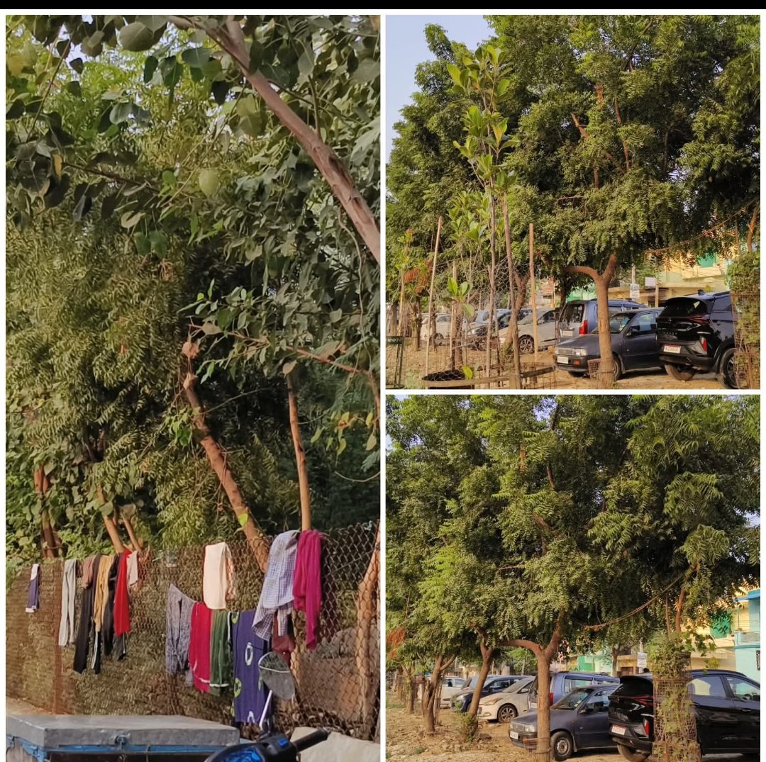 Social Worker Ghalib Baig Leads Plantation Drive