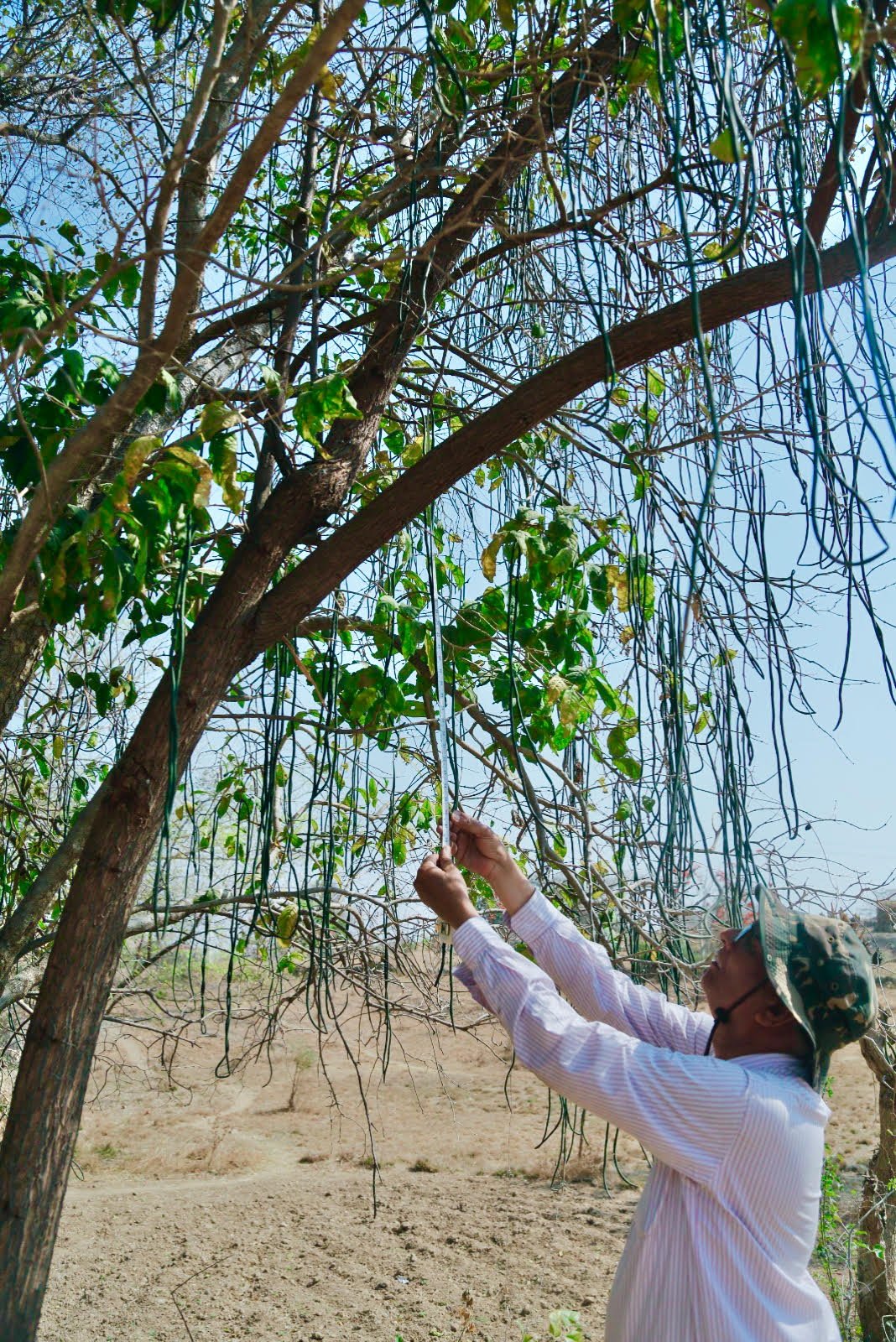 खिरनी की नई प्रजाति की राजस्थान में पहली उपस्थिति