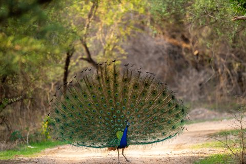 हिन्दुस्तान जिं़क द्वारा पशु कल्याण को बढ़ावा देकर, वर्ष 2016 से अब तक 8.7 लाख से अधिक पशु लाभान्वित