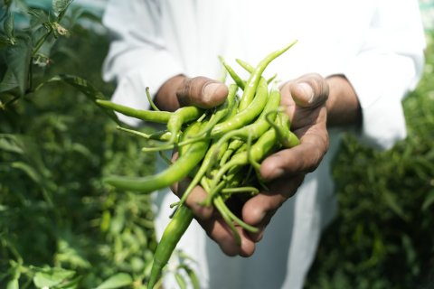#### Hindustan Zinc’s Samadhan Transforms 35,000 Farmer Families Through Sustainable Farming