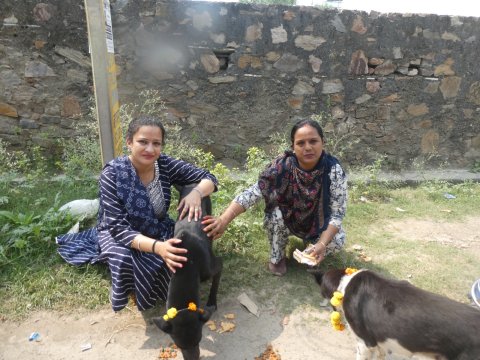एनिमल प्रोटेक्शन सोसायटी उदयपुर ने मनाया ‘कुकुर तिहार’, की पशुओं की पूजा — दिया करुणा और प्रेम का संदेश