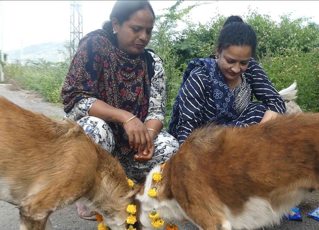 एनिमल प्रोटेक्शन सोसायटी उदयपुर ने मनाया ‘कुकुर तिहार’, की पशुओं की पूजा — दिया करुणा और प्रेम का संदेश