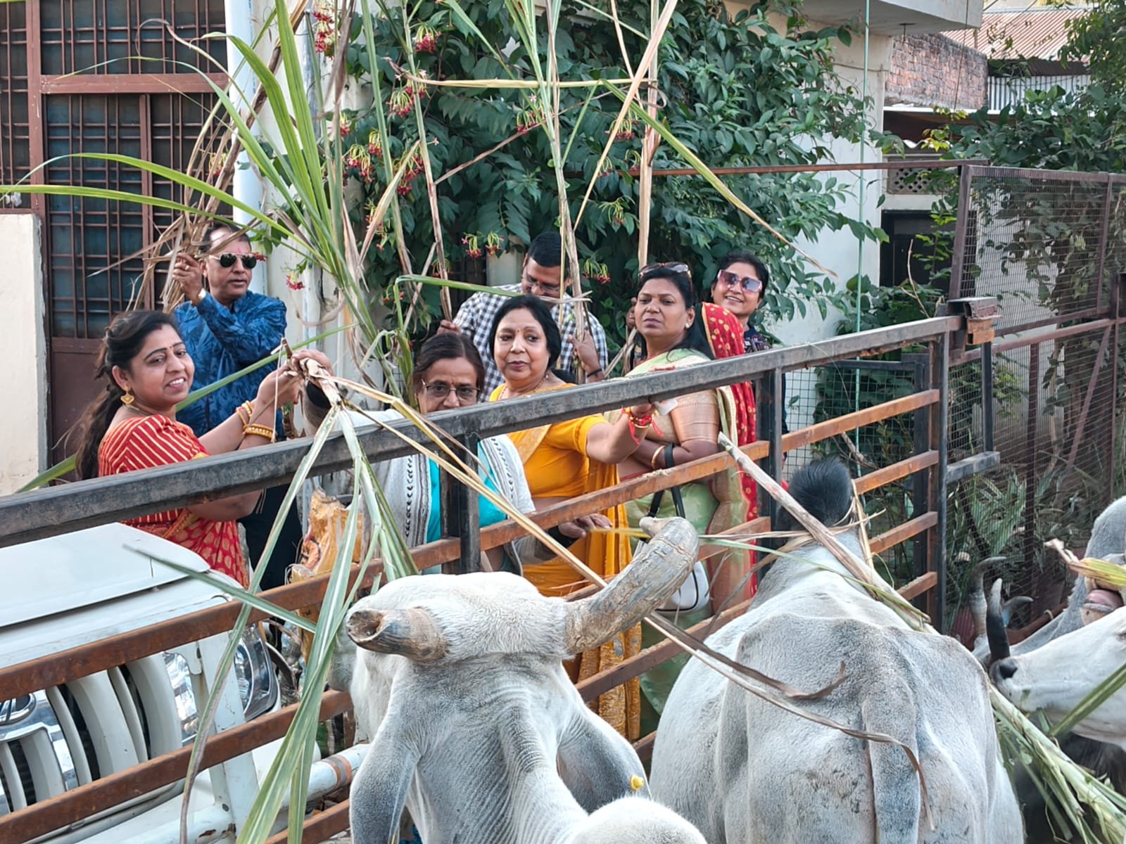 महिलाओं द्वारा गो शाला में गायों को चारा खिलाया