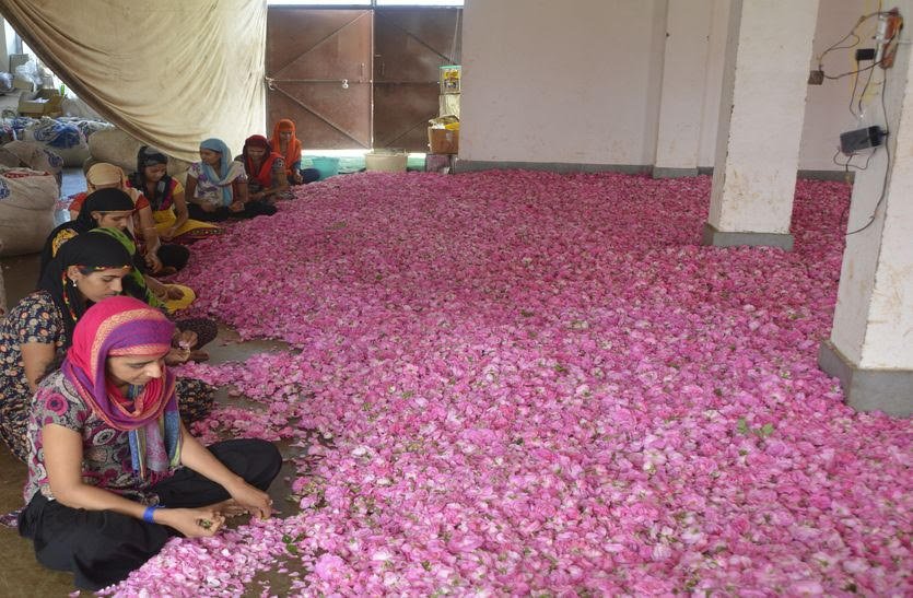 पुष्कर के देशी गुलाब के फूलों को मिलेगी अंतर्राष्ट्रीय पहचान