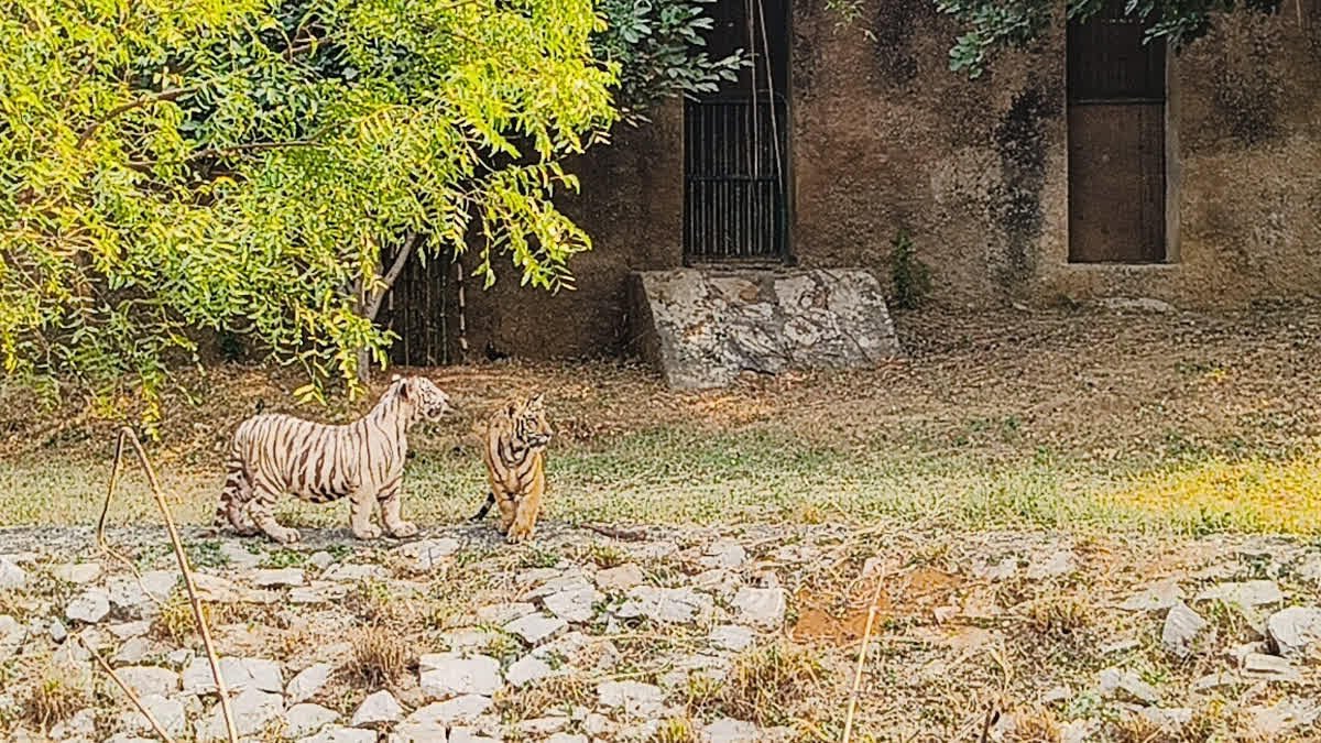 जयपुर शहर के बीच जंगल,   रोमांच और भय का अनोखा संगम