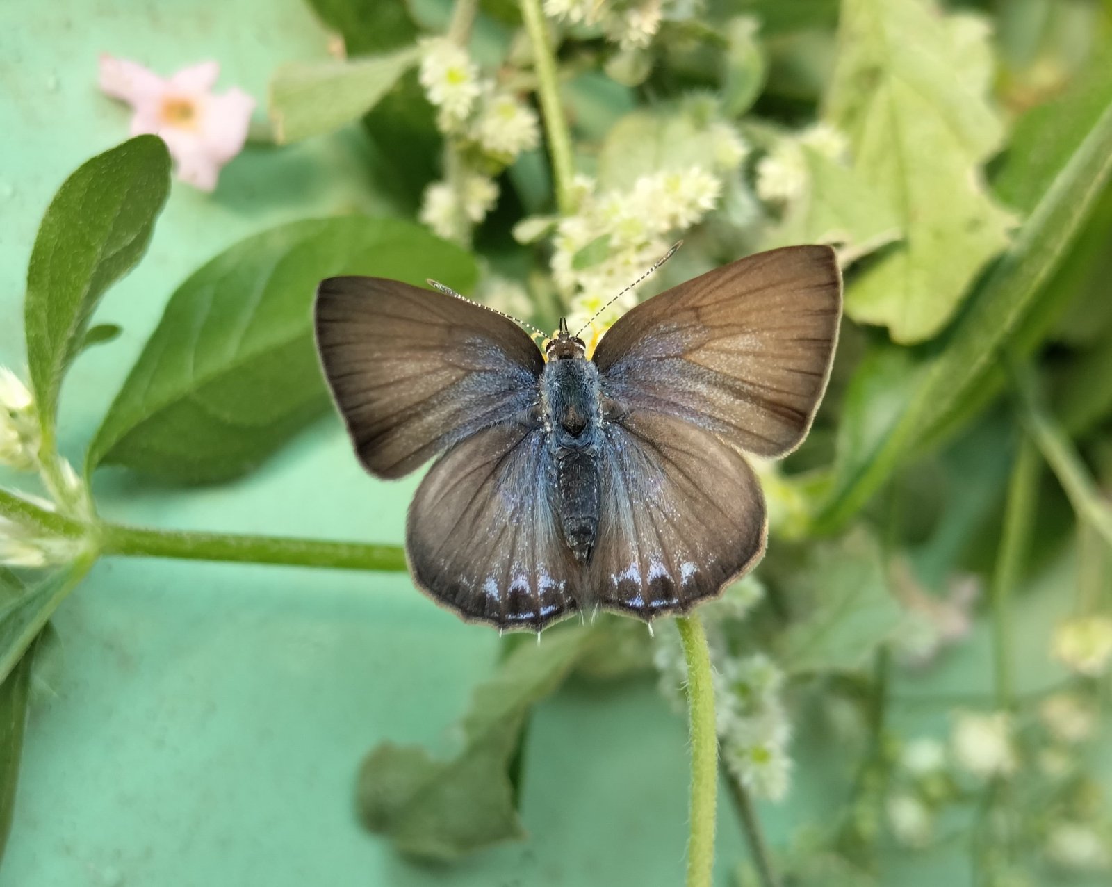 ‘Pointed Ciliate Blue’ Butterfly Recorded in Rajasthan for the First Time