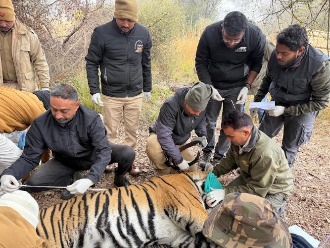 फिर जीवंत होगा ऐतिहासिक टाइगर कॉरीडोर