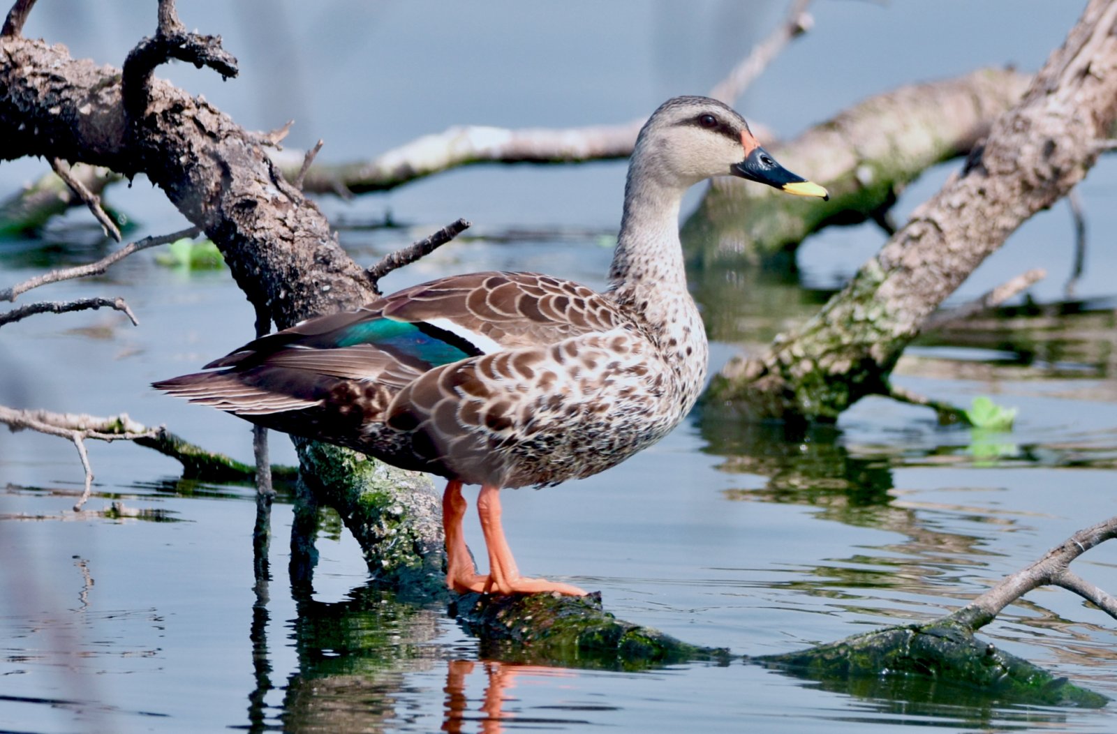 Jaipur to Host Bird Festival Organized by Green People Society