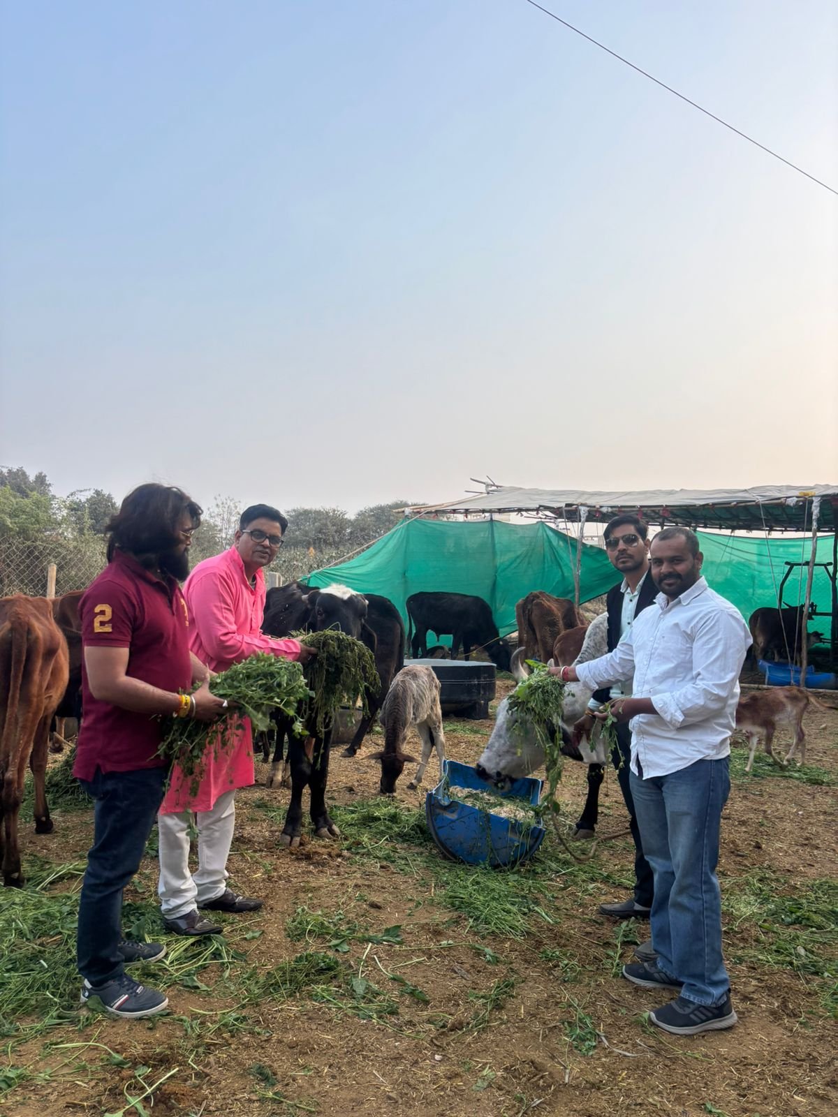 अपनाघर गौशाला में गौ माता को खिलाई घास