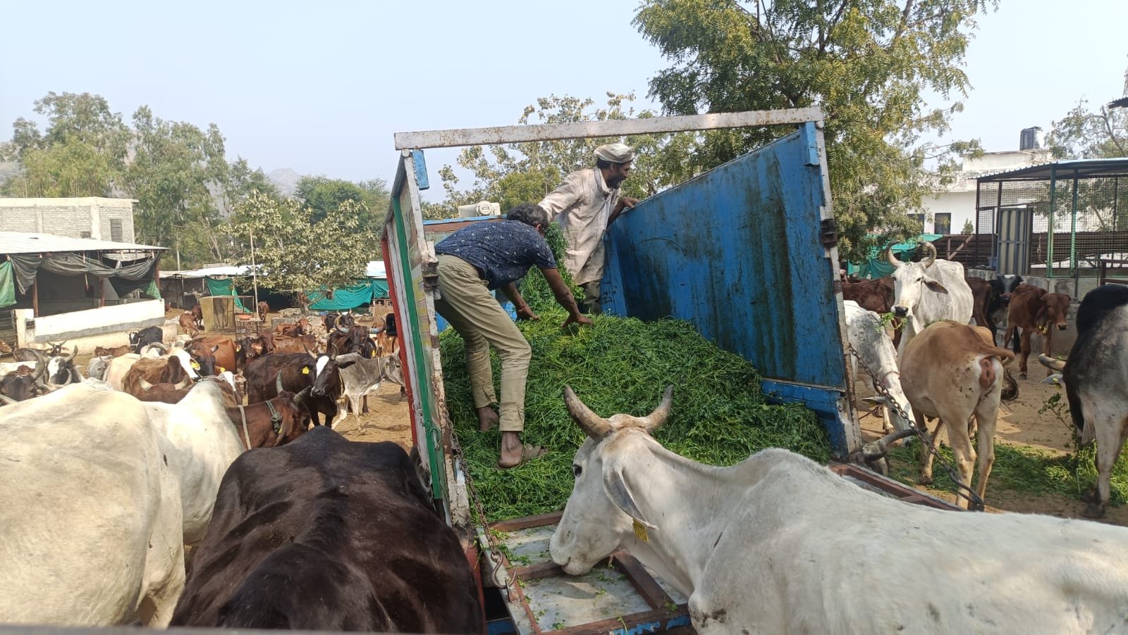 Pashupati Nath Gaushala Feeds Cows Fresh Green Grass on Makar Sankranti
