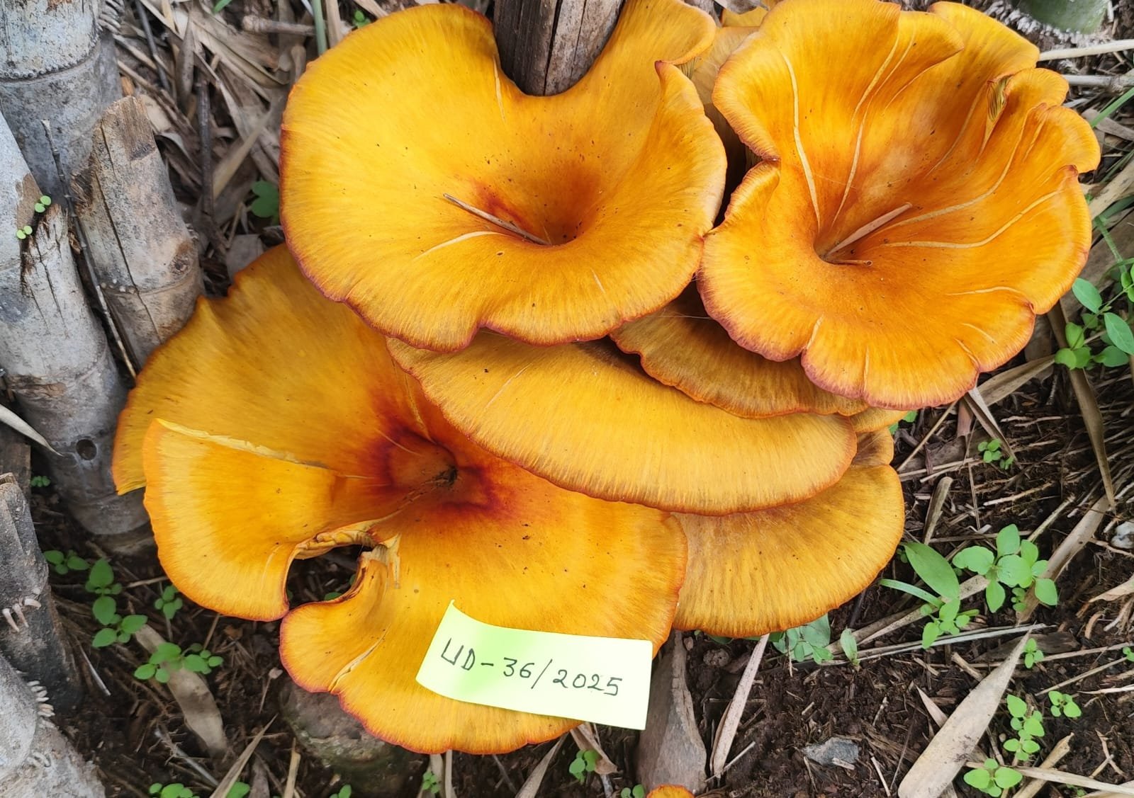 Udaipur Centre Receives Eight Accession Numbers for Wild Edible and Medicinal Mushrooms