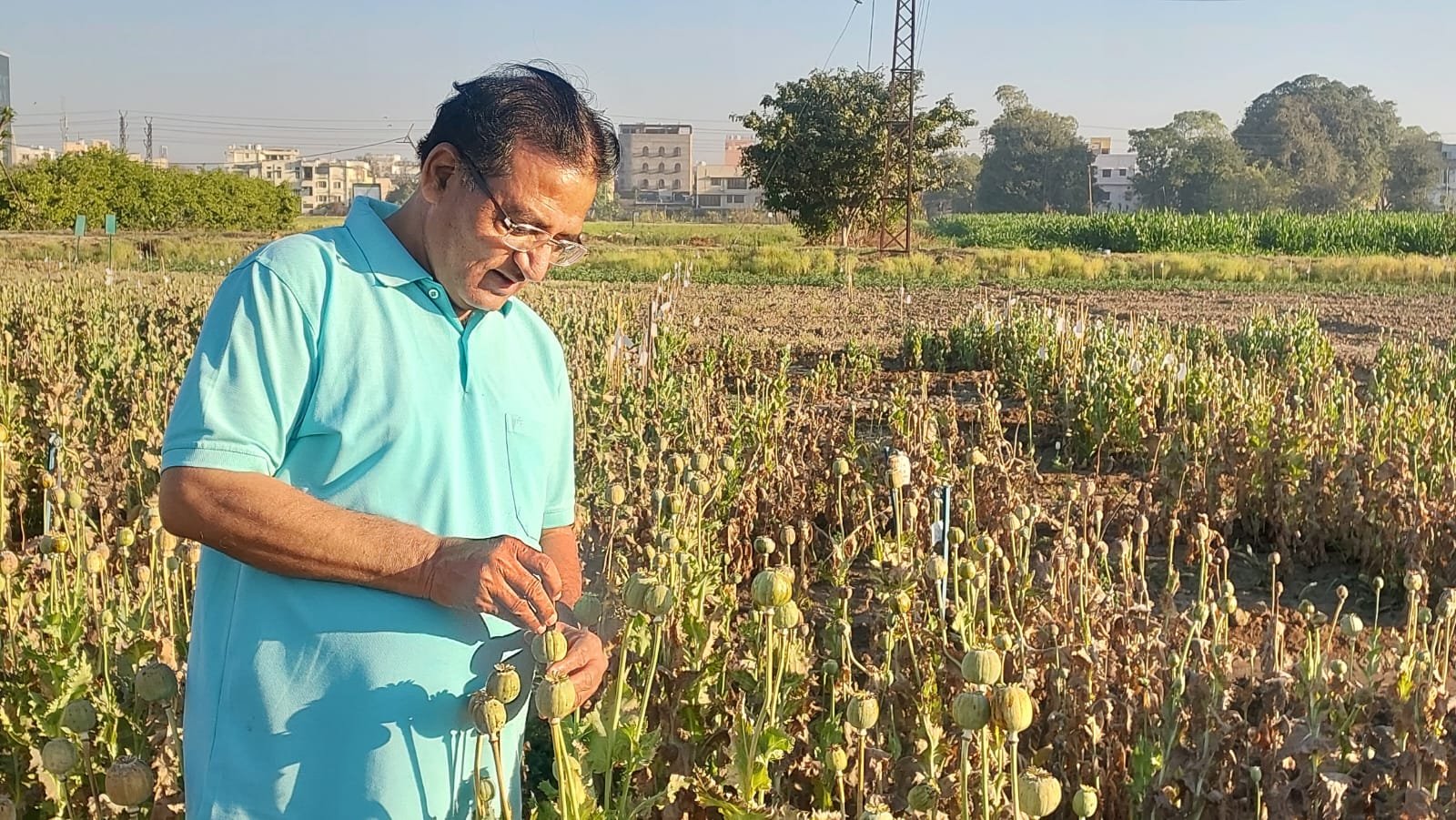 कुलगुरु ने अखिल भारतीय समन्वित औषधीय एवं सुगंधीय अनुसंधान परियोजना का किया निरीक्षण