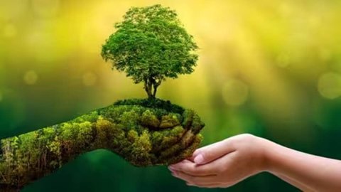  Heeding the Call of Forests for Ecological Balance