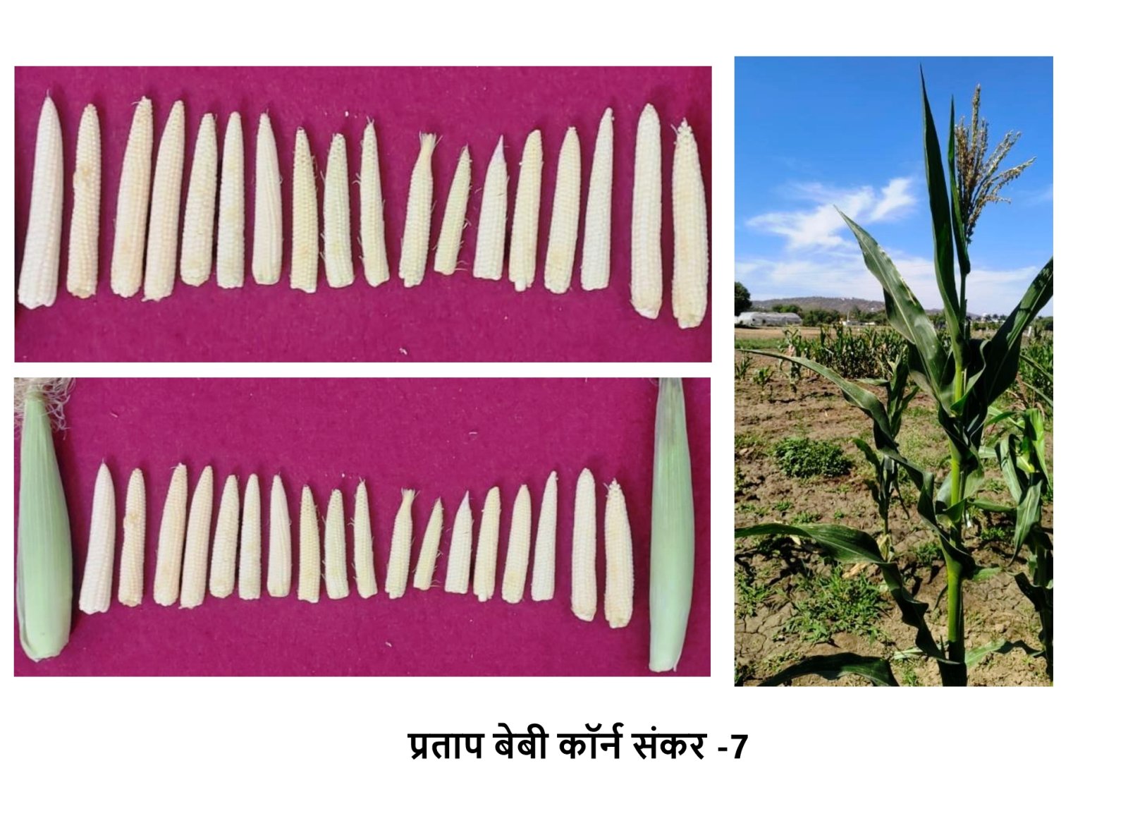 ‘Pratap Baby Corn Hybrid-7’ Gains National Recognition; Identified for Approval in Four States, Set to Boost Farmers’ Income