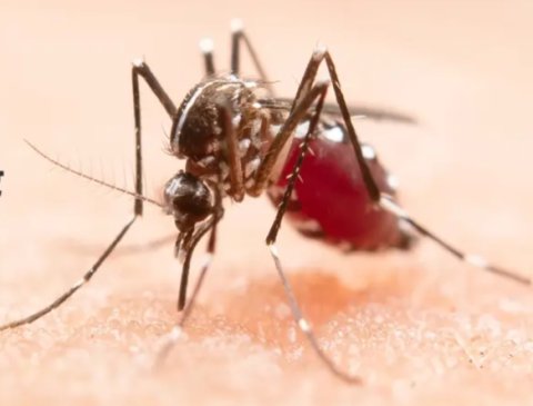 T###he Significance of Herbal Unani Medicine on April 25th, "World Malaria Day": Dr. Liyaqat Ali Mansury  