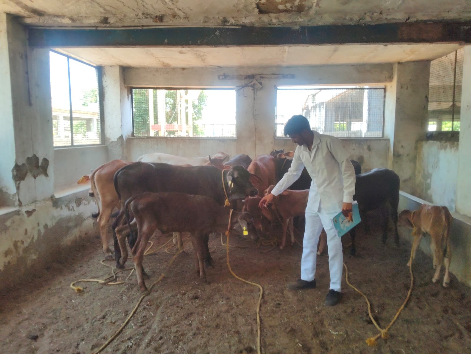 पशुओं को तापघात से बचाव हेतु एडवाइजरी जारी