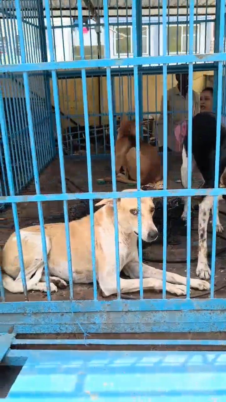 Alleged Cruelty Towards Stray Dogs Sparks Outrage in Nathdwara;
