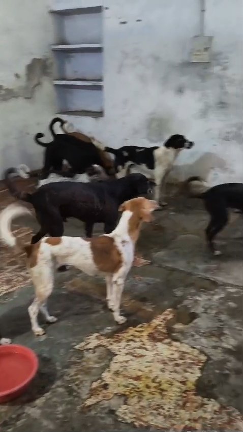 कॉलेज परिसर में चल रहे ABC कार्यक्रम पर गंभीर सवाल, श्वानों को सुरक्षित उनके क्षेत्र में छोड़ने की मांग
