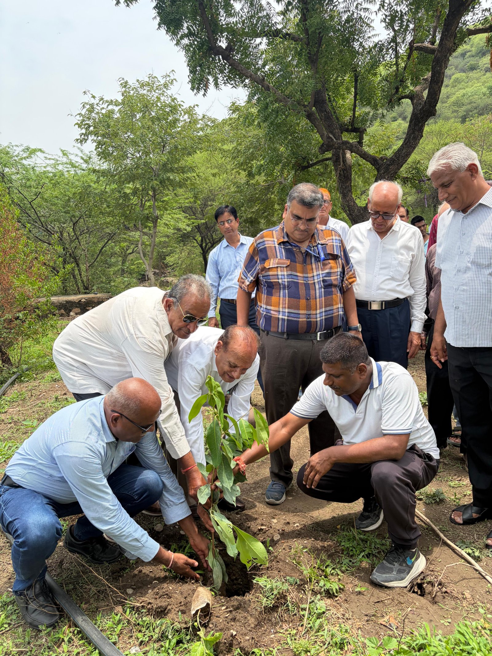 भूमि विकास बैंक द्वारा हरियालो राजस्थान कार्यक्रम के तहत पौधारोपण