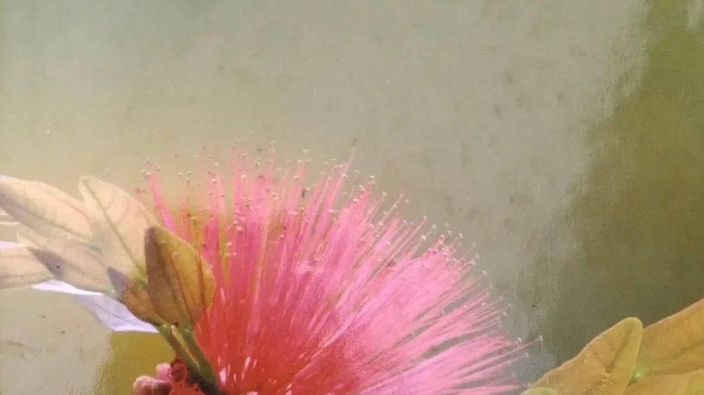 पल-पल जीयें, खुशी से जीयें' का संदेश देती बेहतरीन कृति