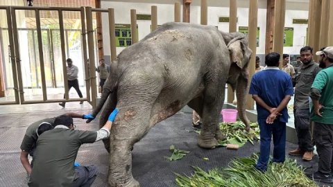 बाढ़ में घायल हथिनी ‘जॉयमोती’ को एयरलिफ्ट कर वनतारा लाया गया