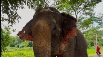 बाढ़ में घायल हथिनी ‘जॉयमोती’ को एयरलिफ्ट कर वनतारा लाया गया