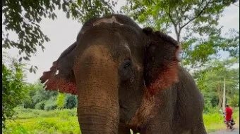 Flood-Rescued Elephant Joymoti Airlifted to Vantara For Specialised Hospital Care