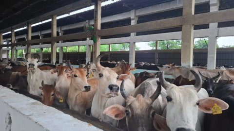 There is no greater virtue than serving the cow - Sanjay Bhushan