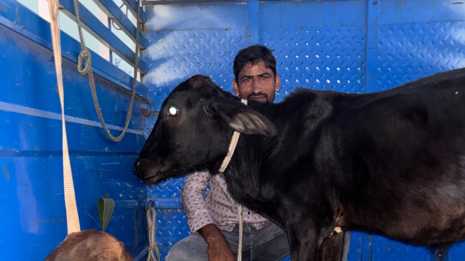 घायल नंदी महाराज का साथ छोड़ने को तैयार नहीं थे साथी नंदी, हाईवे तक दौड़कर निभाया साथ