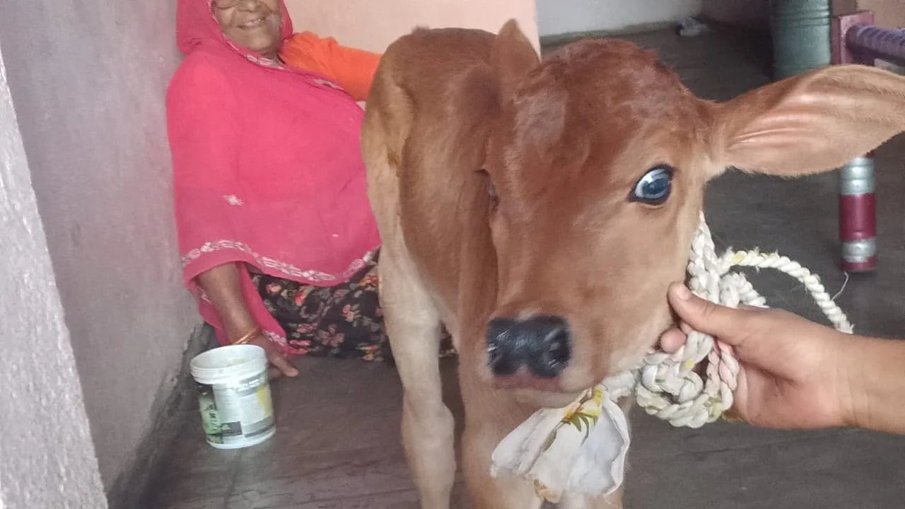 सेक्स सॉर्टेड सीमन तकनीक से गीर नस्ल की बछड़ी का जन्म