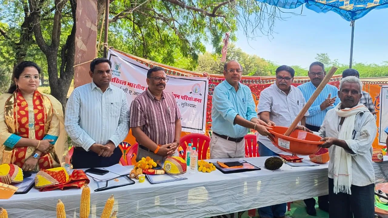 Scientists Conduct Frontline Maize Demonstration and Field Day in Khedariya Village