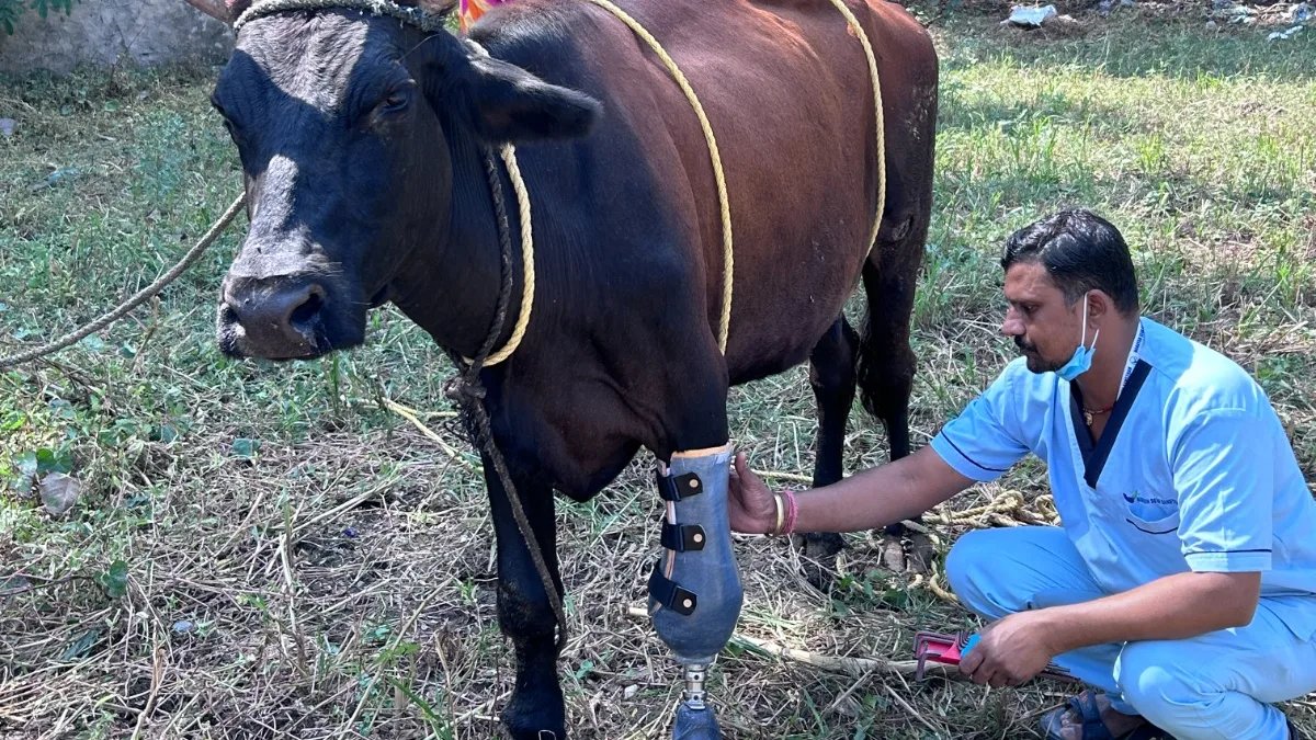 नारायण सेवा संस्थान की पहल: अब कृत्रिम पैर के सहारे चलेगी दिव्यांग गोमाता