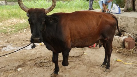 नारायण सेवा संस्थान की पहल: अब कृत्रिम पैर के सहारे चलेगी दिव्यांग गोमाता